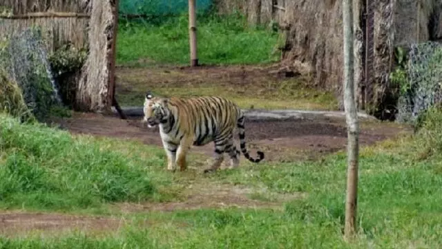 पश्चिम बंगाल के बांकुरा जिले में Tigress Zeenat का पता चला, उसे पकड़ने के लिए 15 टीमें तैनात