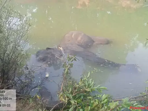 नाले में मिला दंतैल हाथी का शव, करंट से मारने की आशंका