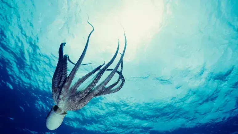 Octopuses में चेतना के बारे में वैज्ञानिक क्या जानते हैं, जिनके पास 9 मस्तिष्क होते हैं