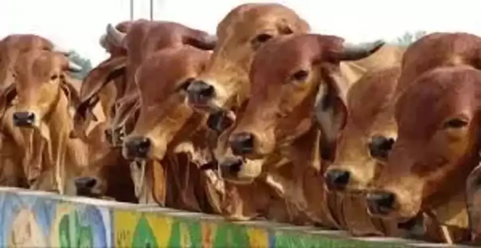 Sirohi अब पशुओं का बीमा होगा मुफ्त, सरकार देगी प्रीमियम राशि Sirohi अब पशुओं का बीमा होगा मुफ्त, सरकार देगी प्रीमियम राशि