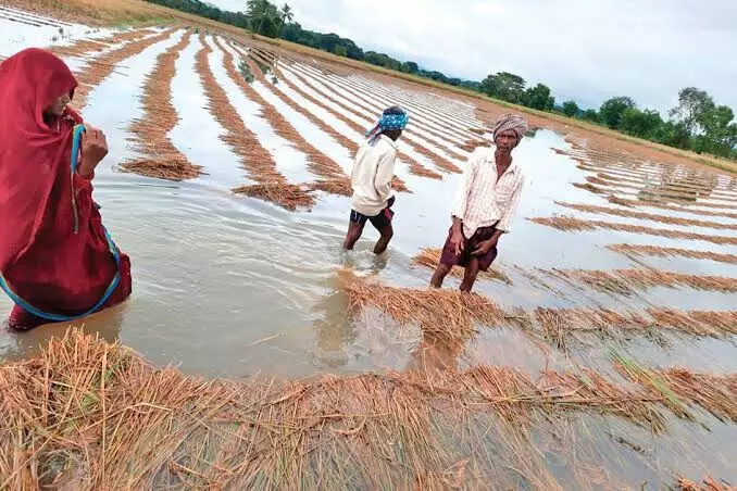 Odisha: प्रभावित किसानों की पहचान 30 दिसंबर तक की जाएगी