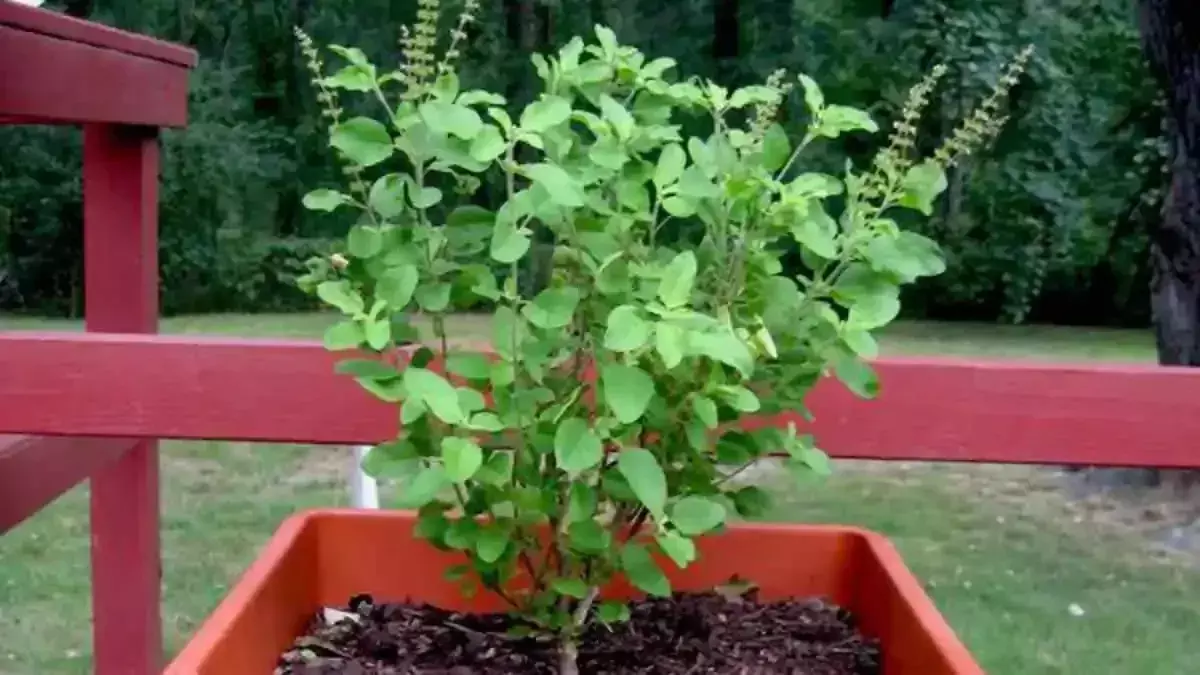 Tulsi के इन उपायों से संवरेगी बिगड़ी किस्मत, होगा धन लाभ