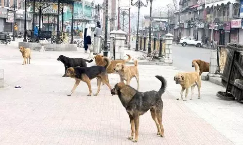 Baramulla के निवासियों के लिए आवारा कुत्तों का खतरा बड़ी चिंता का विषय बना हुआ