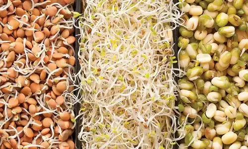 Raw vs Boiled Sprout:उबले हुए अंकुरित अनाज या कच्चे अंकुरित अनाज कौन सा बेहतर है Raw vs Boiled Sprout:उबले हुए अंकुरित अनाज या कच्चे अंकुरित अनाज कौन सा बेहतर है