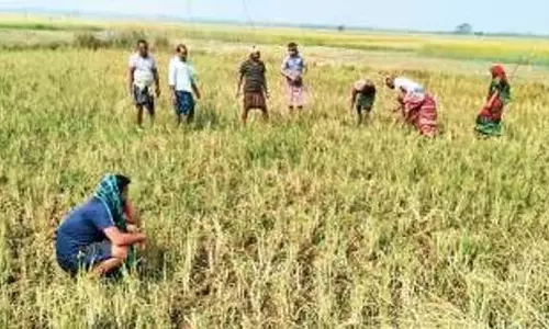 Odisha में फसल बर्बाद होने से किसान की मौत, स्थानीय स्तर पर विरोध प्रदर्शन