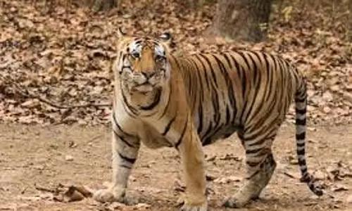 Barshi से बाघ को सह्याद्री टाइगर रिजर्व में छोड़ने का प्रस्ताव Barshi से बाघ को सह्याद्री टाइगर रिजर्व में छोड़ने का प्रस्ताव