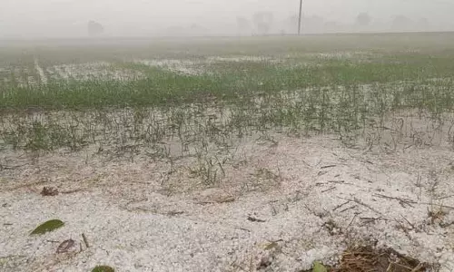 Haryana : क्षेत्र में व्यापक ओलावृष्टि से रबी फसलों को नुकसान