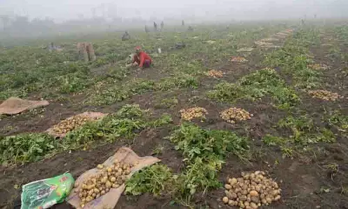 Punjab: दोआबा में आलू किसानों को लाभ का सीजन Punjab: दोआबा में आलू किसानों को लाभ का सीजन