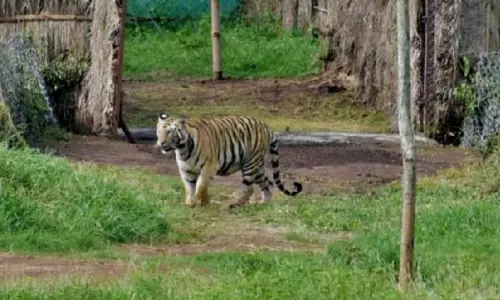 पश्चिम बंगाल के बांकुरा जिले में Tigress Zeenat का पता चला, उसे पकड़ने के लिए 15 टीमें तैनात