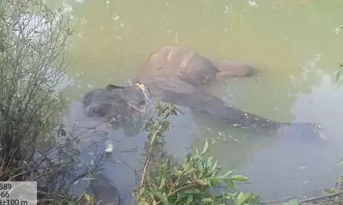 नाले में मिला दंतैल हाथी का शव, करंट से मारने की आशंका