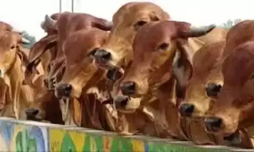 Sirohi अब पशुओं का बीमा होगा मुफ्त, सरकार देगी प्रीमियम राशि