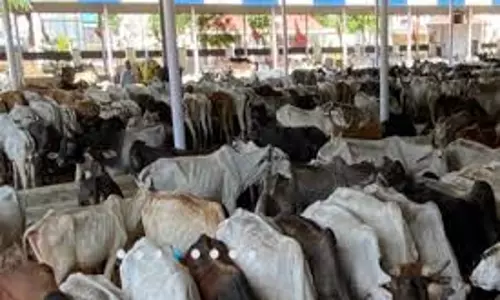 Jaipur: गौशालाओं और डेयरियों में संधारित गौवंशों के शीतकालीन स्वास्थ्य हेतु जारी निर्देश Jaipur: गौशालाओं और डेयरियों में संधारित गौवंशों के शीतकालीन स्वास्थ्य हेतु जारी निर्देश