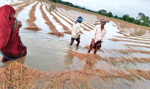 Odisha: प्रभावित किसानों की पहचान 30 दिसंबर तक की जाएगी