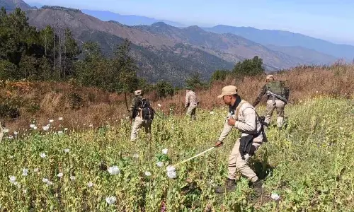 Manipur : चुराचांदपुर में 7 एकड़ अवैध अफीम की खेती नष्ट की गई