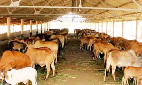 Rajasthan: पशुपालन विभाग ने मवेशियों के अच्छे प्रबंधन के लिए एडवाइजरी जारी