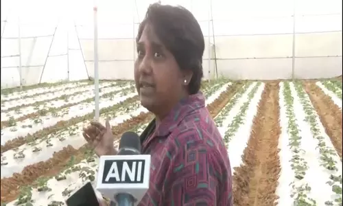 Tripura में खुले खेतों और पॉली हाउस में स्ट्रॉबेरी की खेती का प्रयोग
