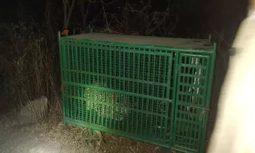 तेंदुए ने बच्चे को 500 मीटर तक घसीटकर खाया, वन विभाग ने Leopard को पिंजरे में किया कैद