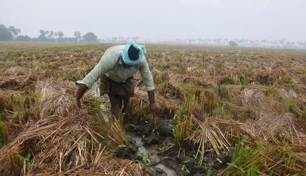 Odisha में फसल नुकसान से दो और किसानों की मौत