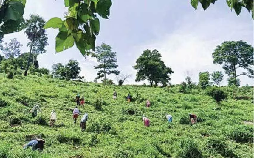 Kerala से 1977 से पहले के वनवासियों के जीवित होने का सबूत मांगा