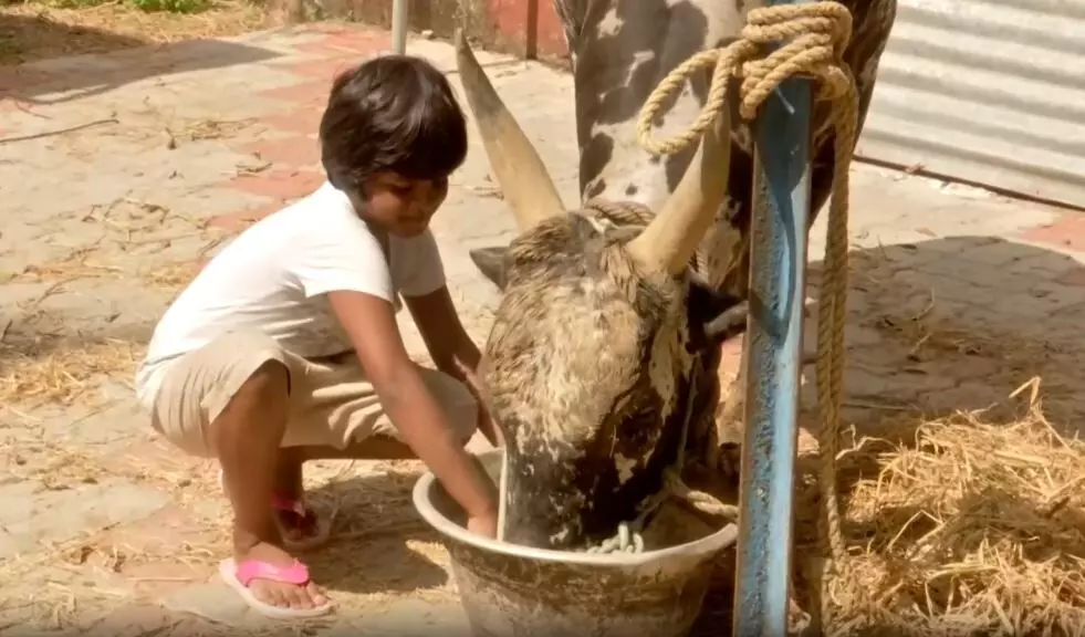 Madurai में आगामी जल्लीकट्टू कार्यक्रम के लिए कक्षा 5 की लड़की ने बैल को किया प्रशिक्षित