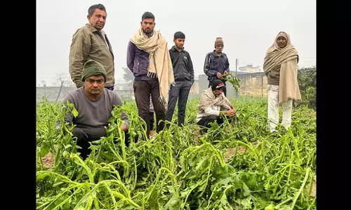 Haryana में सर्दियों की बारिश से गेहूं की फसल को फायदा होगा