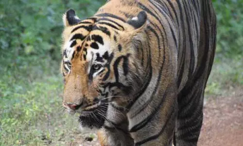 120 किलोमीटर से अधिक का सफर तय कर बांकुरा पहुंची बाघिन जीनत, वन सुरक्षाकर्मी सतर्क 120 किलोमीटर से अधिक का सफर तय कर बांकुरा पहुंची बाघिन जीनत, वन सुरक्षाकर्मी सतर्क