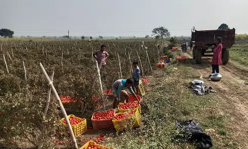 PAU ने टमाटर, आलू की फसलों पर लेट ब्लाइट के हमले के प्रति किसानों को आगाह किया PAU ने टमाटर, आलू की फसलों पर लेट ब्लाइट के हमले के प्रति किसानों को आगाह किया