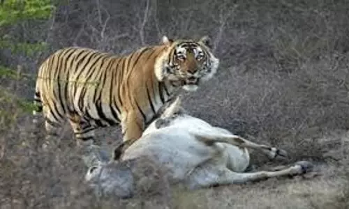Lucknow:  बाघ ने  गाय का  किया शिकार, ग्रामीणों में दहशत