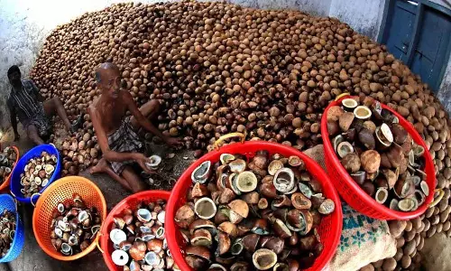 Karnataka बॉल कोपरा उत्पादन में अग्रणी, जबकि केरल का हिस्सा मात्र 5 वर्षों में गिरा Karnataka बॉल कोपरा उत्पादन में अग्रणी, जबकि केरल का हिस्सा मात्र 5 वर्षों में गिरा