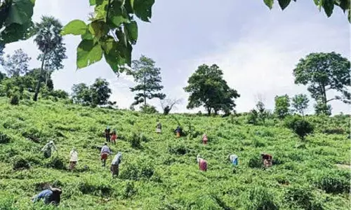 Kerala से 1977 से पहले के वनवासियों के जीवित होने का सबूत मांगा