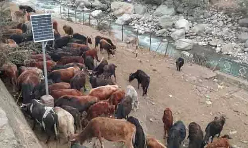 Himachal: एक रखवाला, 300 मवेशी, सिर्फ 150 के लिए बुनियादी सुविधाएं Himachal: एक रखवाला, 300 मवेशी, सिर्फ 150 के लिए बुनियादी सुविधाएं