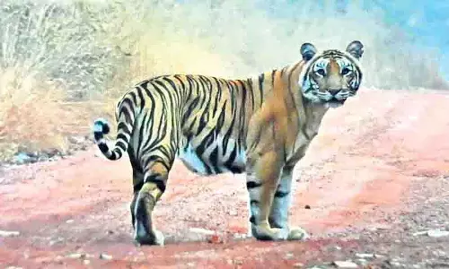 Amrabad के नल्लामाला जंगलों में पर्यटकों का बाघ से हुआ आमना-सामना Amrabad के नल्लामाला जंगलों में पर्यटकों का बाघ से हुआ आमना-सामना