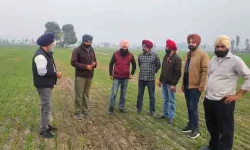 Faridkot में गुलाबी तना छेदक कीट ने गेहूं की फसल पर हमला किया