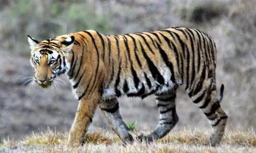 Simlipal से भटकने के एक महीने बाद जीनत को बंगाल में बेहोश किया गया