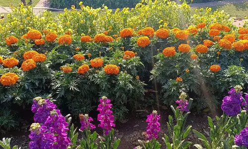 Udyan Utsav पुष्प महोत्सव राष्ट्रपति निलयम में आयोजित किया जाएगा