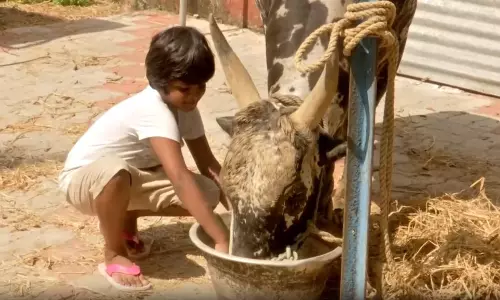 Madurai में आगामी जल्लीकट्टू कार्यक्रम के लिए कक्षा 5 की लड़की ने बैल को किया प्रशिक्षित