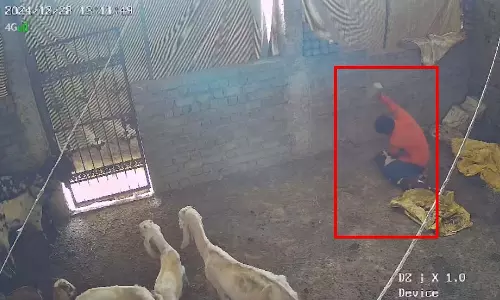 रायपुर में बकरी के साथ हैवानियत, शख्स ने दी खौफनाक मौत