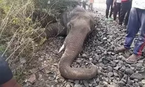 Tripura: ट्रेन की चपेट में आने से हाथी गंभीर रूप से घायल Tripura: ट्रेन की चपेट में आने से हाथी गंभीर रूप से घायल
