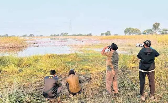 Indore में प्रवासी पक्षियों की संख्या में कमी