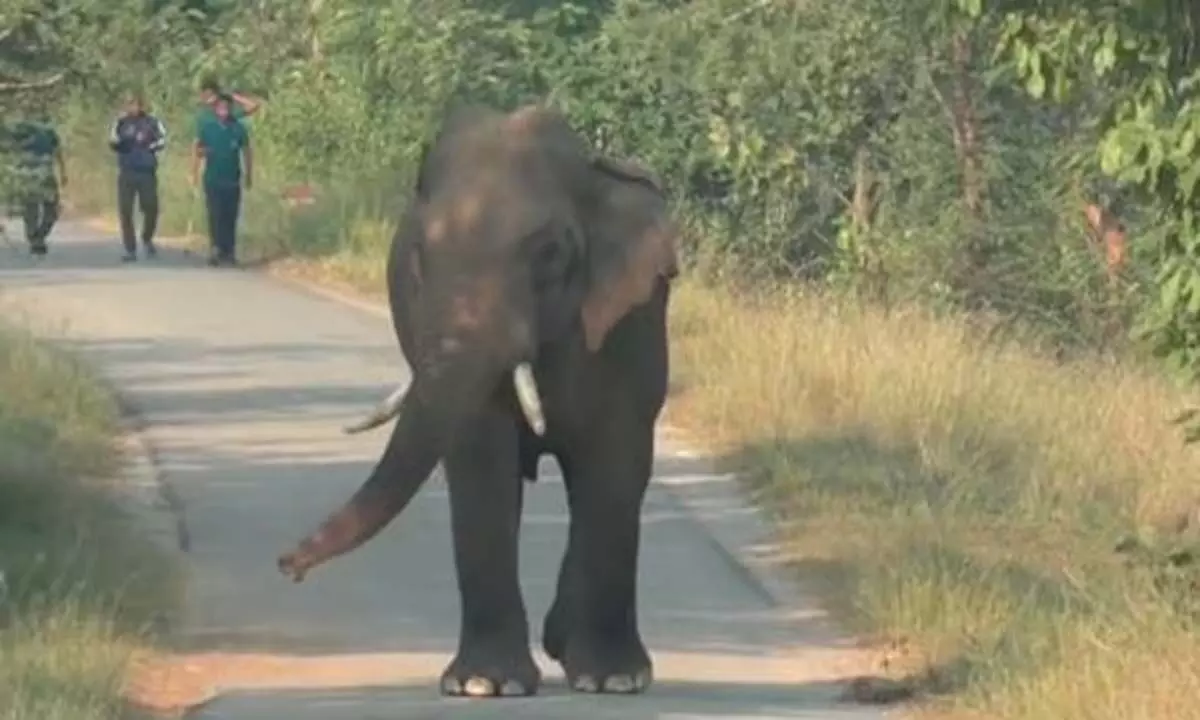 Odisha: 25 वर्षीय हाथी का गोलियों से छलनी शव बरामद