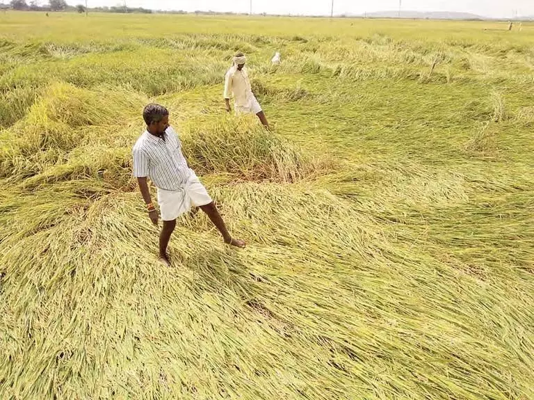 विपक्ष ने फसल नुकसान के आकलन में देरी को लेकर Odisha सरकार की आलोचना की