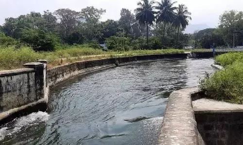 Tiruppur में पाप नहर का पानी उर्वरकों में बह गया 250 नारियल के पेड़ सड़ गए