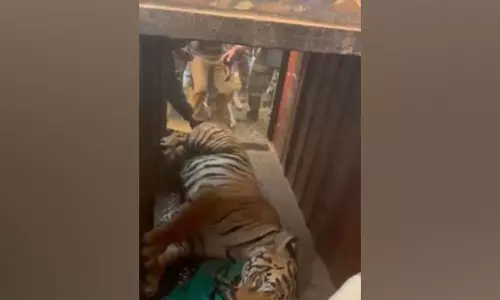 CM Banerjee ने बाघिन जीनत को बचाने के लिए वन अधिकारियों को बधाई दी