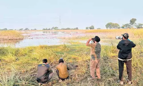 Indore में प्रवासी पक्षियों की संख्या में कमी