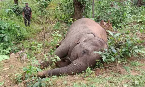 अंगुल वन प्रभाग में जख्म के निशान के साथ विशालकाय जानवर का शव मिला