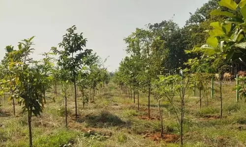 Odisha ने पिछले 10 वर्षों में अपने भूभाग में 1,889 वर्ग किलोमीटर हरित क्षेत्र जोड़ा Odisha ने पिछले 10 वर्षों में अपने भूभाग में 1,889 वर्ग किलोमीटर हरित क्षेत्र जोड़ा