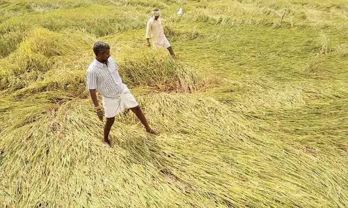 विपक्ष ने फसल नुकसान के आकलन में देरी को लेकर Odisha सरकार की आलोचना की