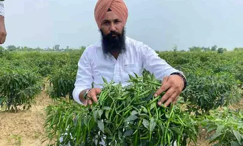 Ferozepur में किसान अपरंपरागत फसलों की ओर रुख कर रहे Ferozepur में किसान अपरंपरागत फसलों की ओर रुख कर रहे