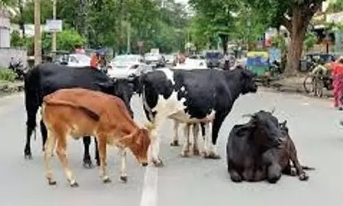 Mapusa में आवारा मवेशी मोटर चालकों के लिए रात के समय खतरा बन रहे Mapusa में आवारा मवेशी मोटर चालकों के लिए रात के समय खतरा बन रहे