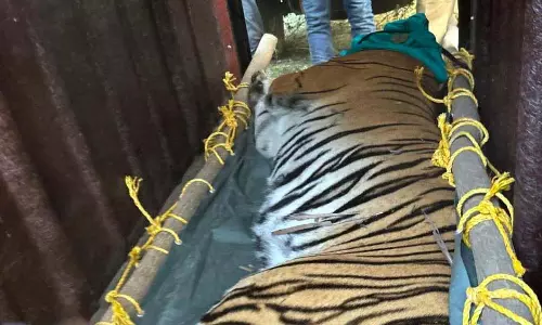 Bankura में पकड़े जाने के बाद बाघिन को कोलकाता चिड़ियाघर के पशु चिकित्सालय ले जाया गया